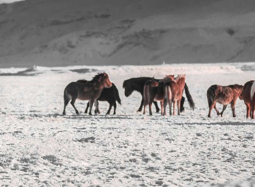 How horses silently taught me the magic of connection